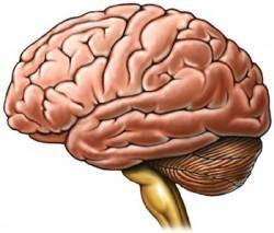 Apoplexia