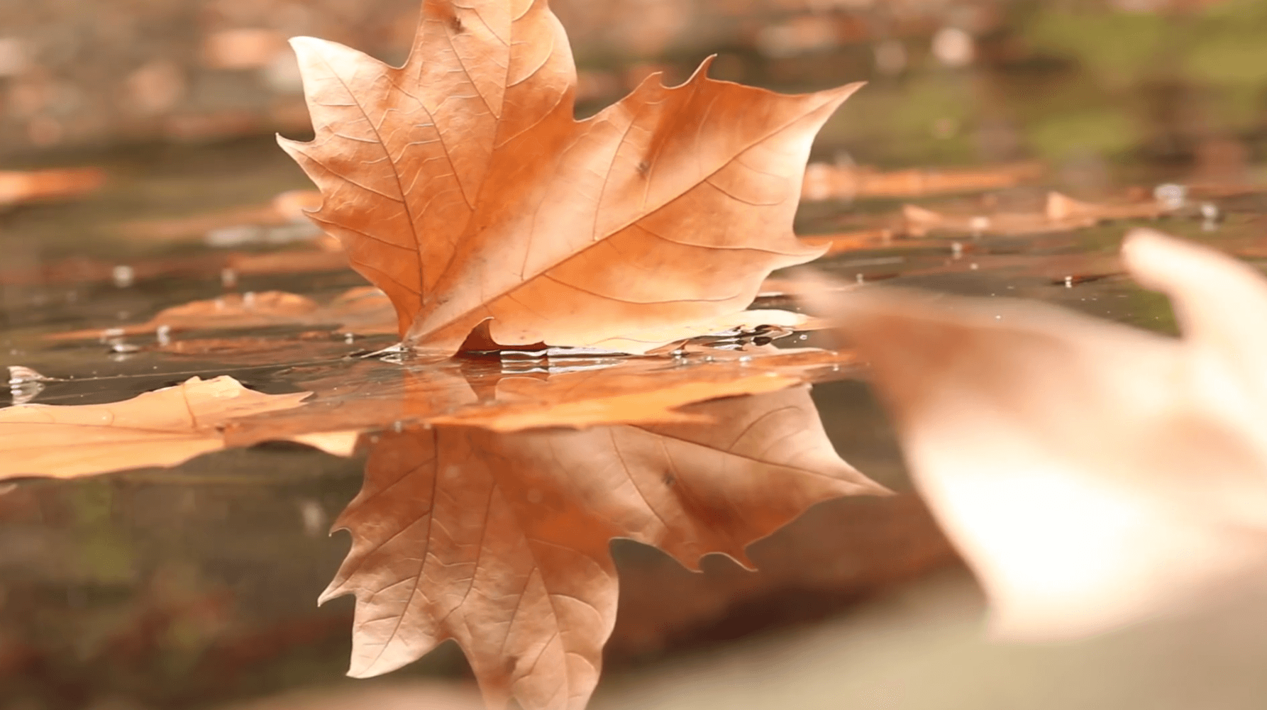Un grup d’estudiants i un Alumni, nominats als premis WeArtWater i al Festival de Màlaga