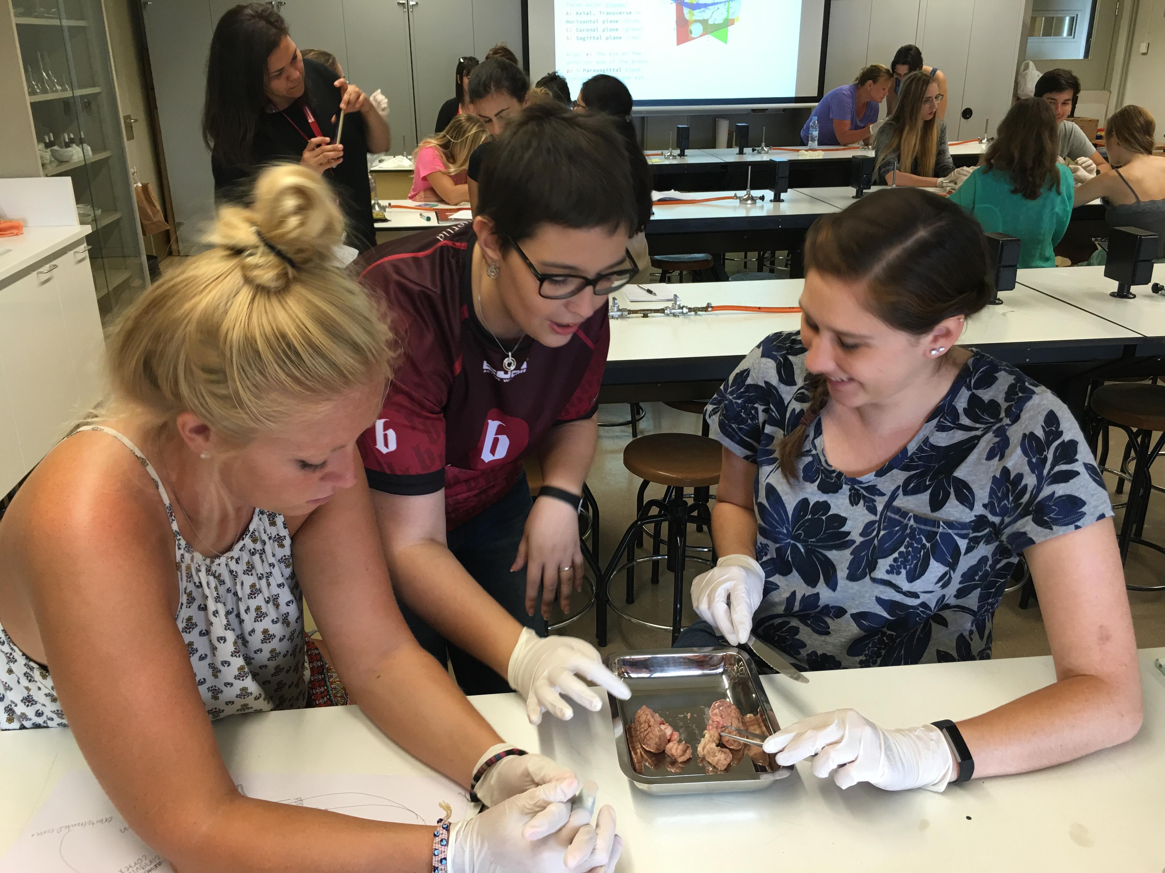Estudiants fent dissecció d'un cervell de xai