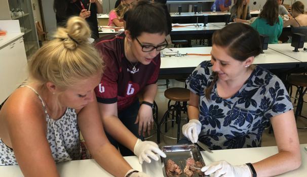 Estudiants fent dissecció d'un cervell de xai